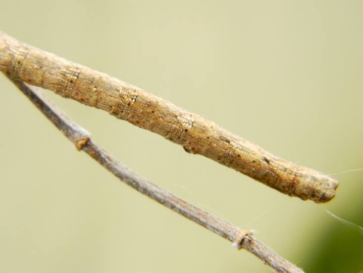 Peribatodes rhomboidaria (?) appena sfarfallata